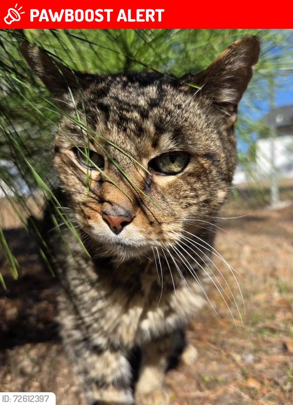 Lost Male Cat last seen near Indigo East, On Top of the World, FL 34481