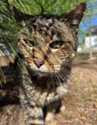 Lost Male Cat last seen near Indigo East, On Top of the World, FL 34481
