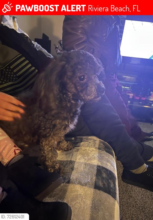 Lost Female Dog last seen Ran towards Azure ests and 899-845 avenue south, Riviera Beach, Riviera Beach, FL 33404