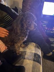 Lost Female Dog last seen Ran towards Azure ests and 899-845 avenue south, Riviera Beach, Riviera Beach, FL 33404