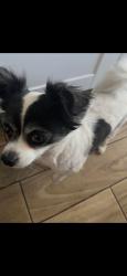 Lost Male Dog last seen Panhandle Dr @ Long River, Sugar Land, TX 77498