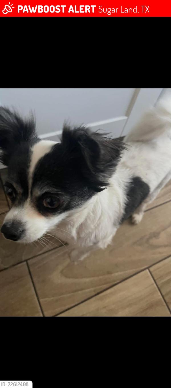 Lost Male Dog last seen Panhandle Dr @ Long River, Sugar Land, TX 77498