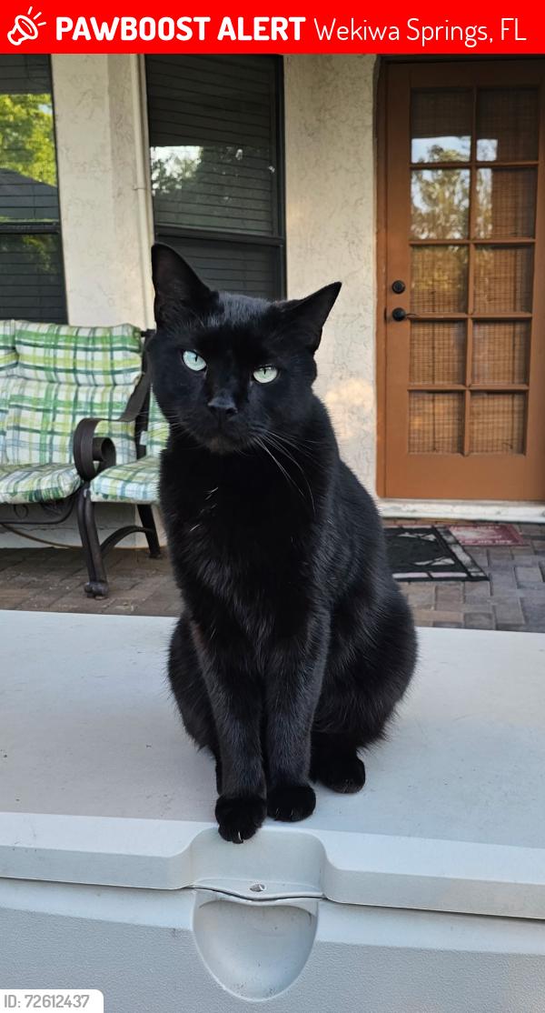 Lost Male Cat last seen W Wekiva trail and Mounts Bay Ct., Wekiwa Springs, FL 32779