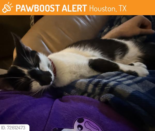 Found/Stray Male Cat last seen Country Place Dr and Kimberley Ln, Houston, TX 77079