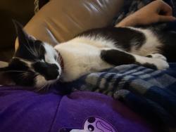 Found/Stray Male Cat last seen Country Place Dr and Kimberley Ln, Houston, TX 77079