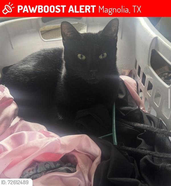 Lost Male Cat last seen FM 1488 Rd & Buckshot Ln (main nearby intersection) Nearby Landmarks •	Near The Woodlands area / Alden Bridge 	•	Close to HEB on FM 1488, Magnolia, TX 77354