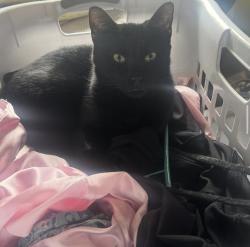 Lost Male Cat last seen FM 1488 Rd & Buckshot Ln (main nearby intersection) Nearby Landmarks •	Near The Woodlands area / Alden Bridge 	•	Close to HEB on FM 1488, Magnolia, TX 77354