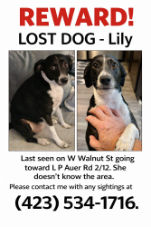 Lost Female Dog last seen Sunoco on West Walnut St. and ITF gym on L P Auer Rd. Johnson City, TN, Johnson City, TN 37604