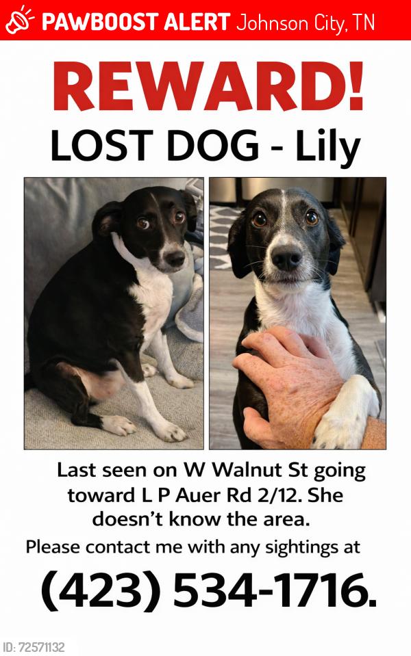 Lost Female Dog last seen Sunoco on West Walnut St. and ITF gym on L P Auer Rd. Johnson City, TN, Johnson City, TN 37604