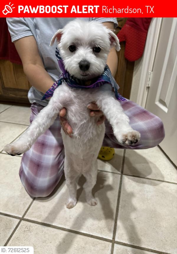 Lost Female Dog last seen Near Meadow Wood Dr, Richardson, TX 75082