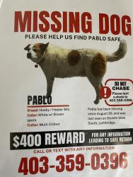 Lost Male Dog last seen South Lethbridge , Lethbridge, AB 