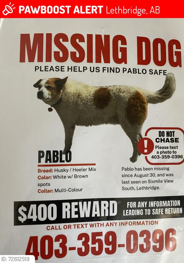 Lost Male Dog last seen South Lethbridge , Lethbridge, AB 