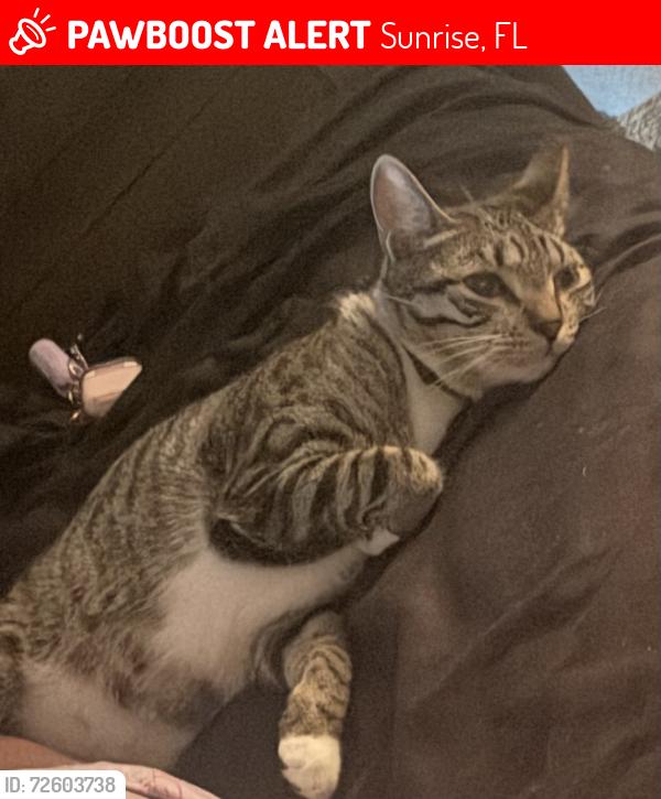 Lost Male Cat last seen Near nw 64th Ave and Oakland park blvd , Sunrise, FL 33313