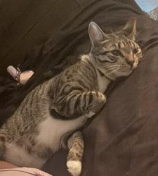 Lost Male Cat last seen Near nw 64th Ave and Oakland park blvd , Sunrise, FL 33313