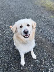 Found/Stray Male Dog last seen Hobart Issaquah Rd and 140th St, Issaquah, WA 98027