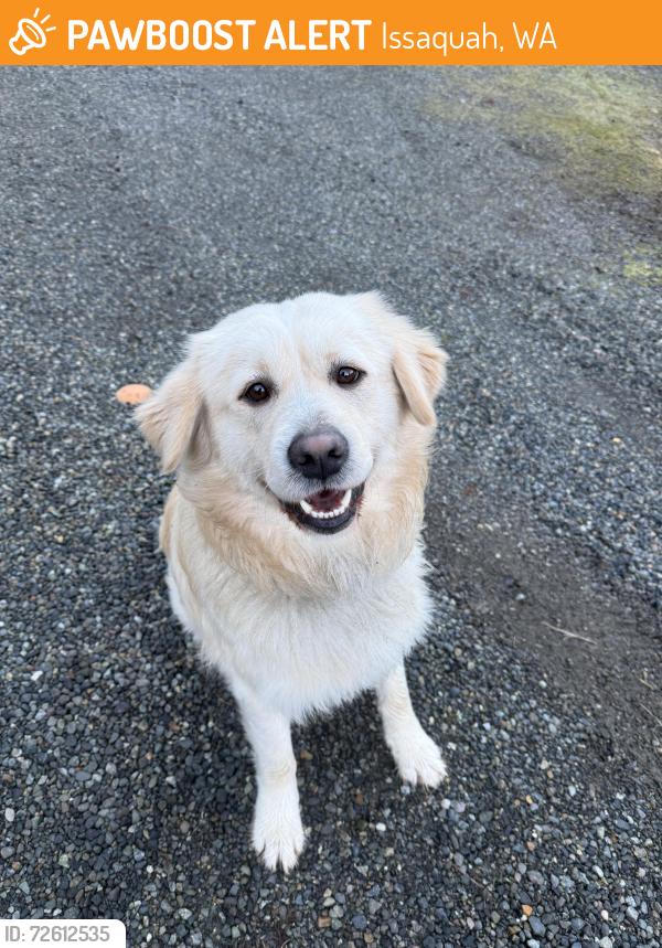 Found/Stray Male Dog last seen Hobart Issaquah Rd and 140th St, Issaquah, WA 98027