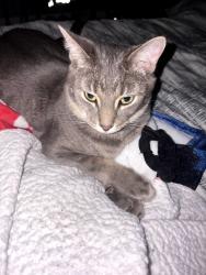 Lost Male Cat last seen View ridge and colony loop, Austin, TX 78724