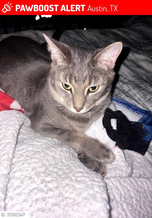 Lost Male Cat last seen View ridge and colony loop, Austin, TX 78724