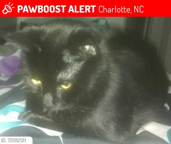 Lost Female Cat last seen Sharon amity and endolwood rd, Charlotte, NC 28215