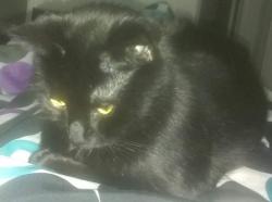 Lost Female Cat last seen Sharon amity and endolwood rd, Charlotte, NC 28215