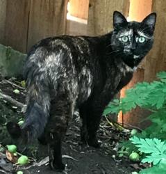 Lost Female Cat last seen SW Emerald St and Turquoise Loop, Beaverton, OR 97007