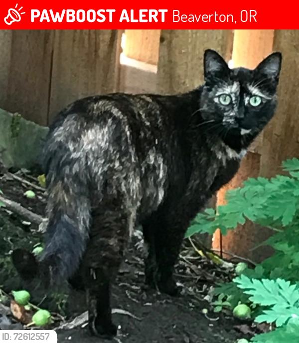 Lost Female Cat last seen SW Emerald St and Turquoise Loop, Beaverton, OR 97007
