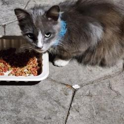 Found/Stray Female Cat last seen Mini Dr, Vallejo, CA 94589