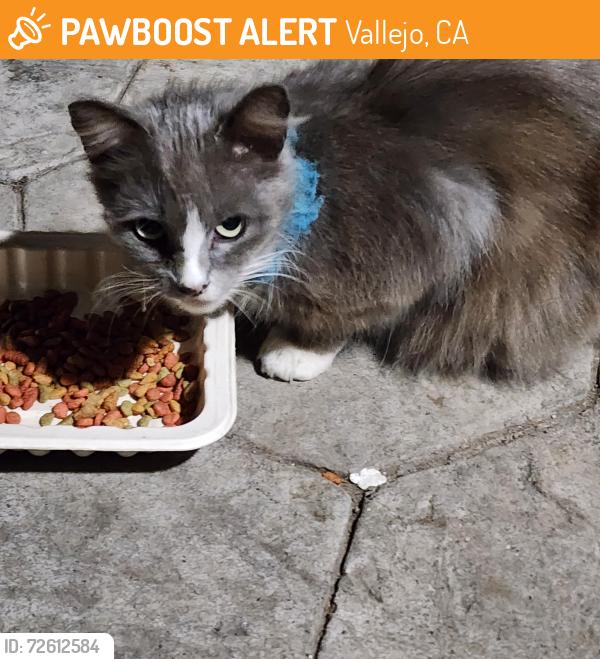 Found/Stray Female Cat last seen Mini Dr, Vallejo, CA 94589