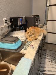 Lost Male Cat last seen Herndon barstow elementary, Fresno, CA 93723