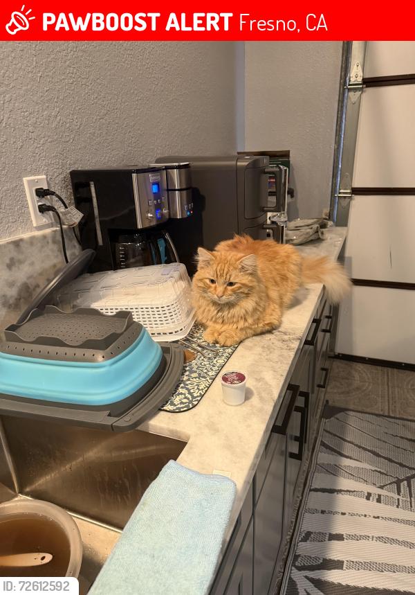 Lost Male Cat last seen Herndon barstow elementary, Fresno, CA 93723
