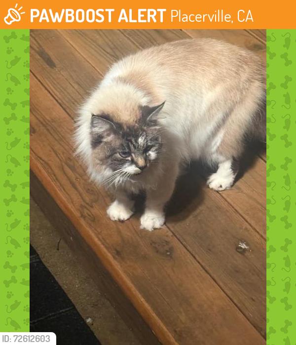 Found/Stray Unknown Cat last seen Lumsden Park, Placerville, CA 95667