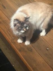 Found/Stray Unknown Cat last seen Lumsden Park, Placerville, CA 95667