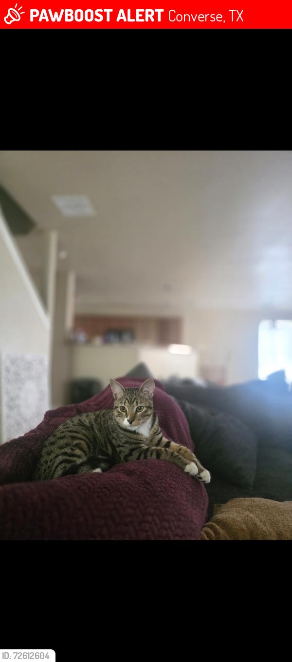 Lost Male Cat last seen Idamarie and Donalan , Converse, TX 78109