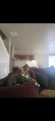 Lost Male Cat last seen Idamarie and Donalan , Converse, TX 78109