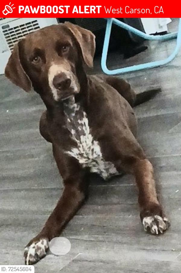Lost Male Dog last seen Near Kenwood Ave torrance ca , West Carson, CA 90502