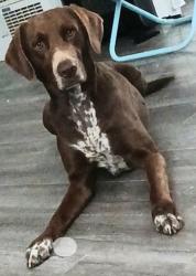 Lost Male Dog last seen Near Kenwood Ave torrance ca , West Carson, CA 90502