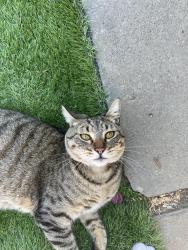 Lost Male Cat last seen Brendan Way, Placerville, CA 95667, Placerville, CA 95667