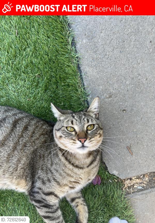 Lost Male Cat last seen Brendan Way, Placerville, CA 95667, Placerville, CA 95667