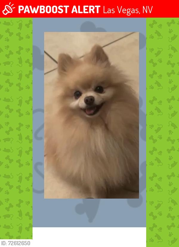 Lost Male Dog last seen Rancho and Washington, Las Vegas, NV 89106