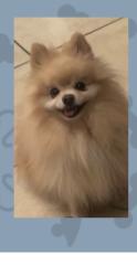 Lost Male Dog last seen Rancho and Washington, Las Vegas, NV 89106