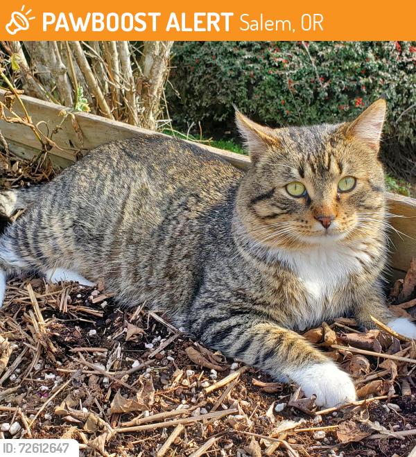Found/Stray Male Cat last seen Trapper and Otter Run Ct. NE, Salem, OR 97305