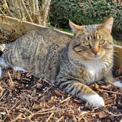 Found/Stray Male Cat last seen Trapper and Otter Run Ct. NE, Salem, OR 97305