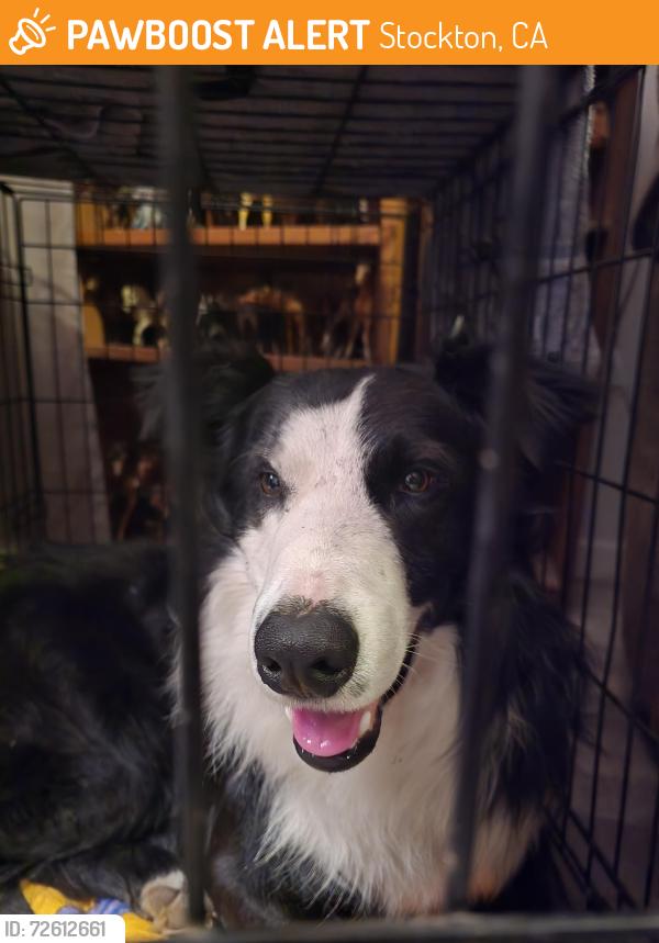 Found/Stray Male Dog last seen Chevron gas station on Wilson way and Fremont , Stockton, CA 95202