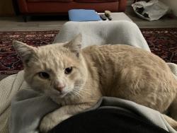 Lost Male Cat last seen Louise Ave between Victory and Vanowen, Los Angeles, CA 91406