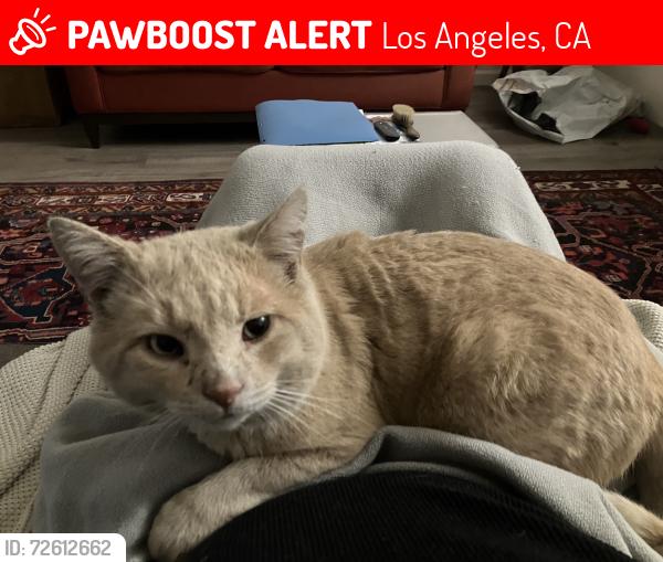 Lost Male Cat last seen Louise Ave between Victory and Vanowen, Los Angeles, CA 91406