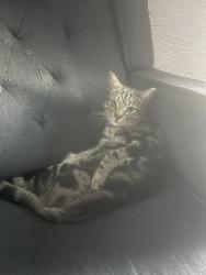 Lost Male Cat last seen Clinton/West, Fresno, CA 93705