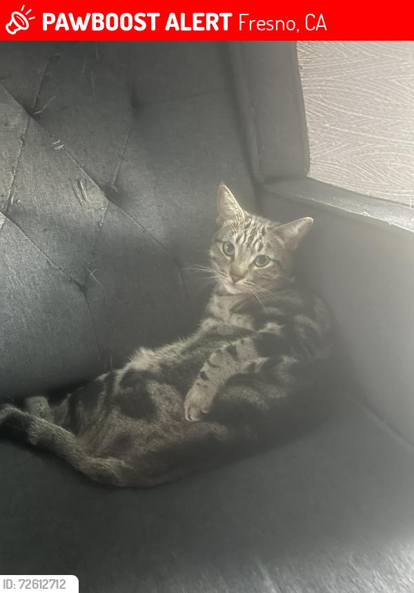Lost Male Cat last seen Clinton/West, Fresno, CA 93705