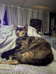 Lost Female Cat last seen Snackers/storage units, Decatur, AL 35603
