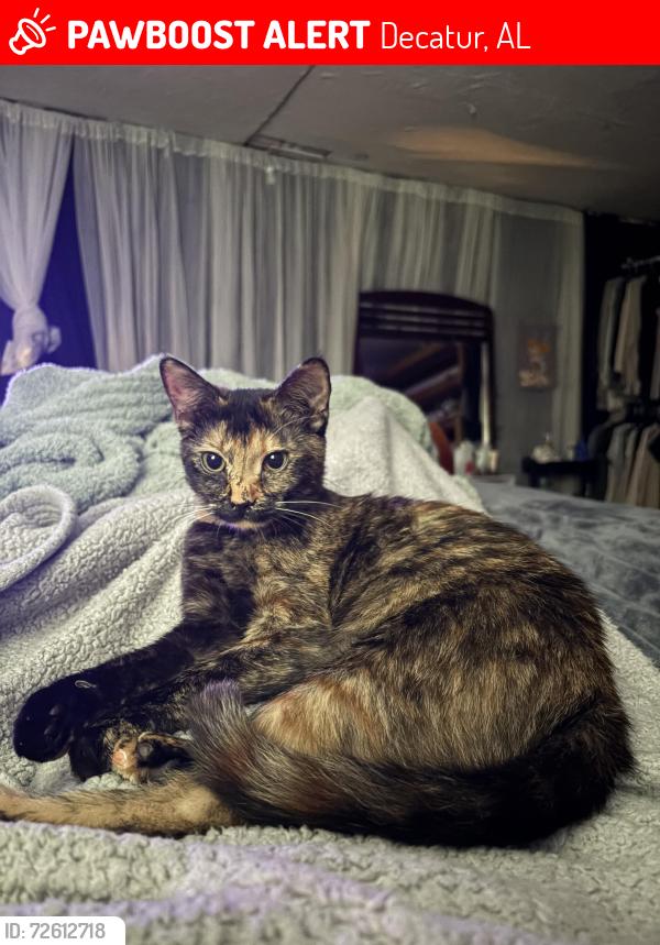 Lost Female Cat last seen Snackers/storage units, Decatur, AL 35603