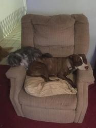 Lost Female Dog last seen 12th and Royalty , Odessa, TX 79761